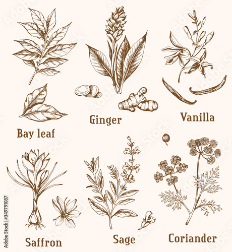Vintage hand drawn spices
