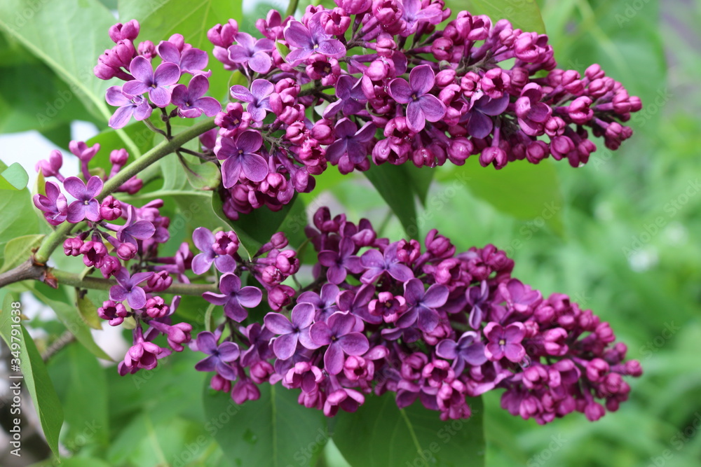 Delicate violet flowers bloom from buds on a lilac bush in spring.
Delicate violet flowers bloom from buds on a lilac bush in spring.