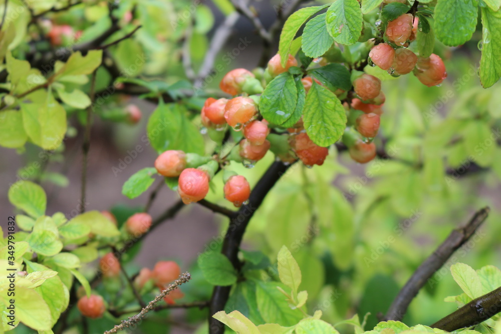 Henomeles flower buds get wet in spring rain Henomeles flower buds get wet in spring rain