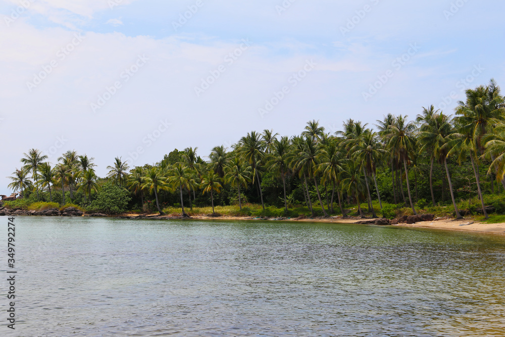 Landscape of the coast with palm trees Landscape of the coast with palm trees