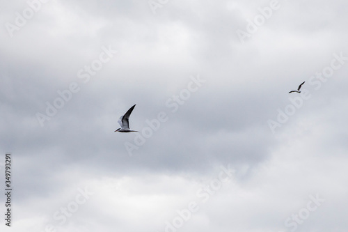 polar tern flying on a background of clouds and looks for prey. Beautiful bird closeup