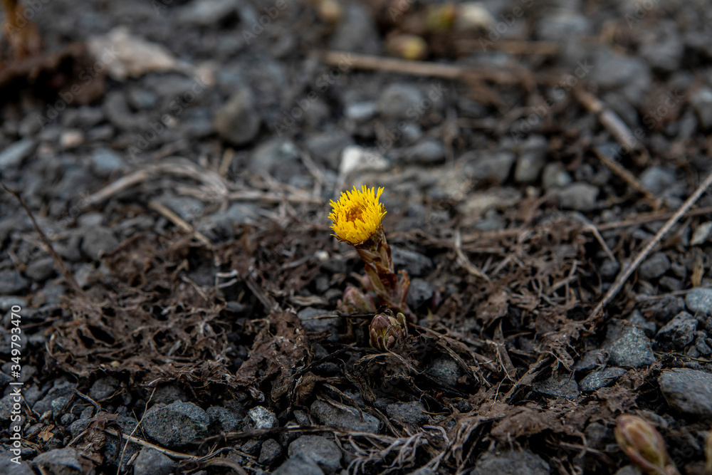 Primrose flower foalfoot grows through the stone ground Primrose flower foalfoot grows through the stone ground