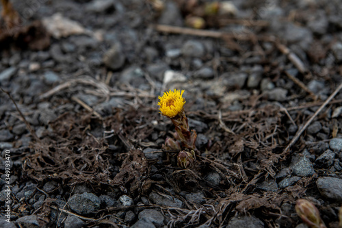 Primrose flower foalfoot grows through the stone ground