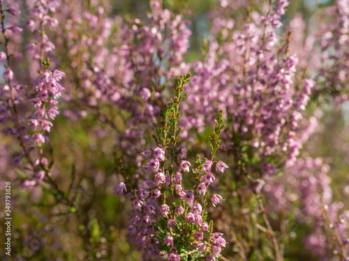 Fototapeta Naklejka Na Ścianę i Meble -  Fresh purple heather flowers in the forest in spring