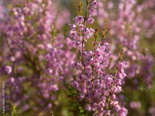 Fresh purple heather flowers in the forest in spring