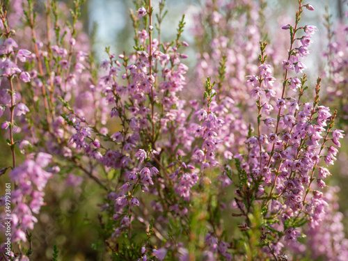 Fresh purple heather flowers in the forest in spring