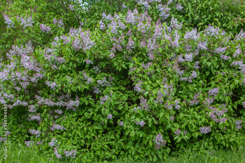 Purple lilac flowers and green fresh leaves on a bush in spring Purple lilac flowers and green fresh leaves on a bush in spring