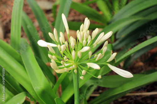 fleur blanche © helenedevun