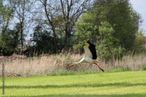 A white storck in flight on a mown pasture photo