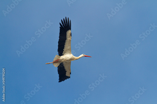  White stork flying in a blue sky not very high.