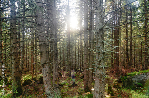 Forest in Polish Tatra Mountains National Park in Zakopane Poland