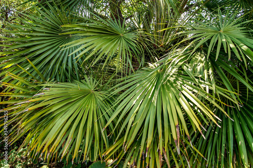 Palmeras de blanes