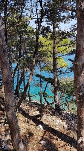 View of the Adriatic sea through the branches