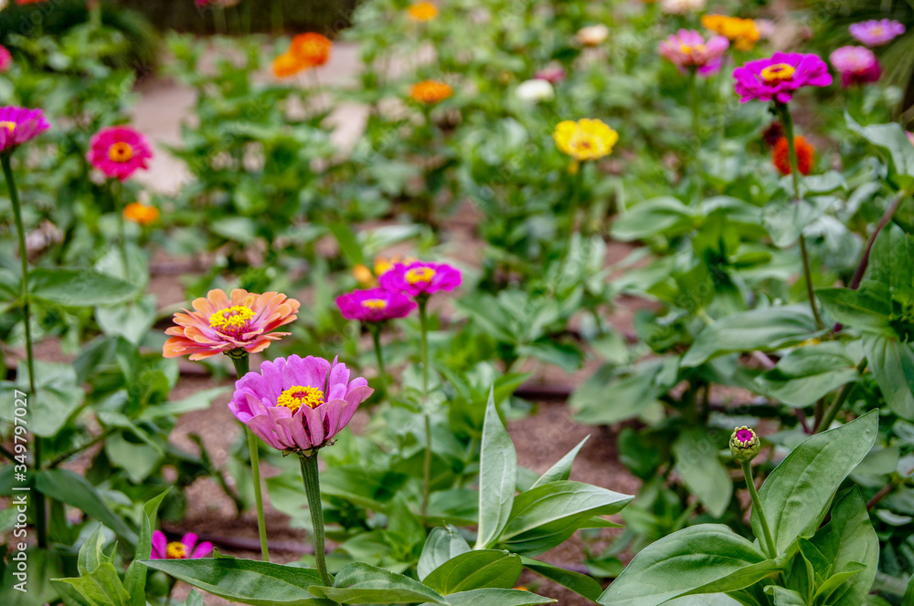 Flores de Blanes