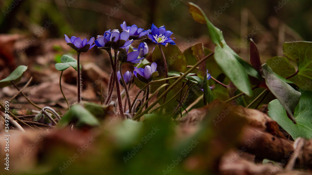 Fototapeta premium spring flowers in the forest