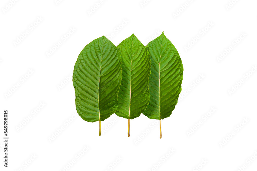 Fototapeta premium Mitragyna speciosa (Kratom leaves) on white background. Thai herbal which encourage health.