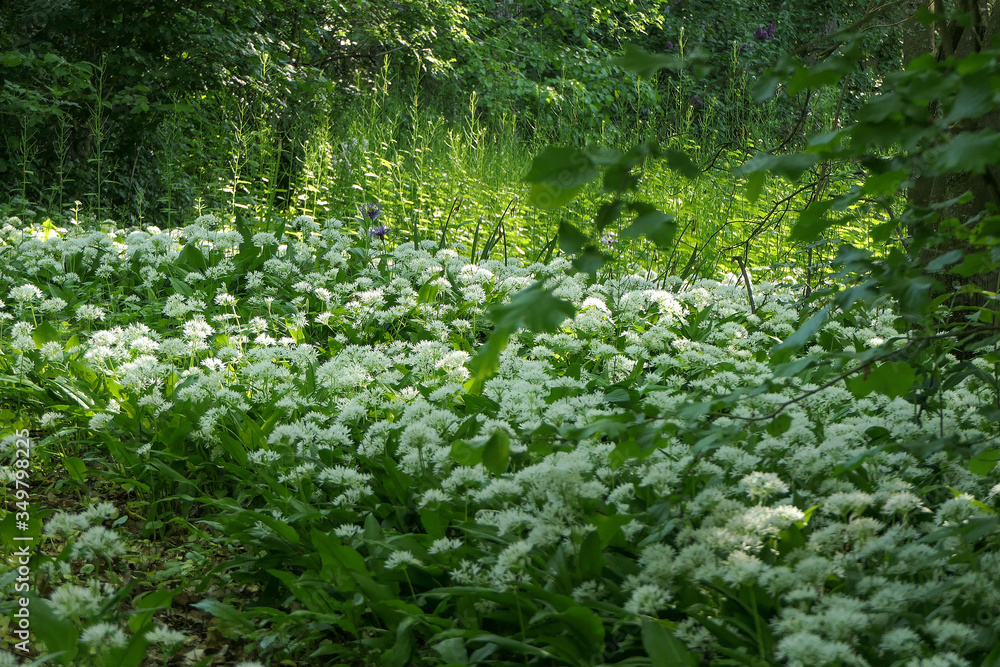 Bärlauchwald Bärlauchwald