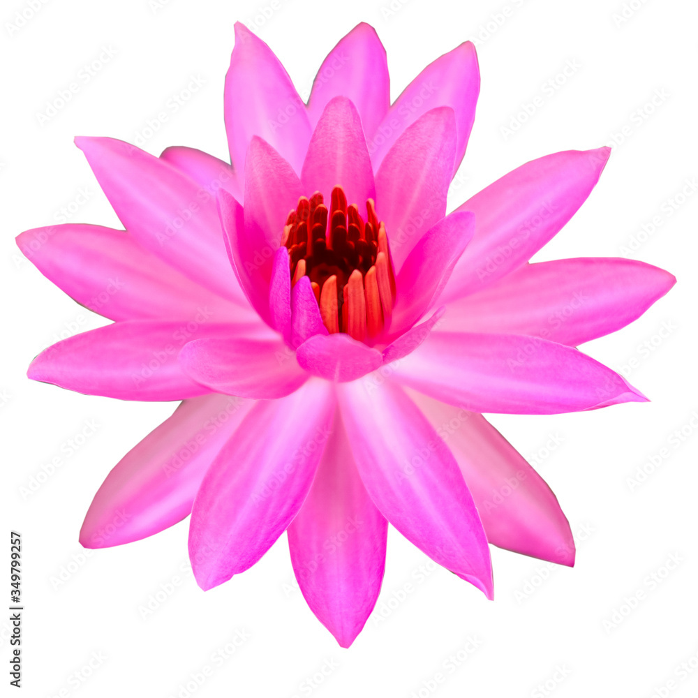 soft focus of pink lotus flowers isolated on white background soft focus of pink lotus flowers isolated on white background