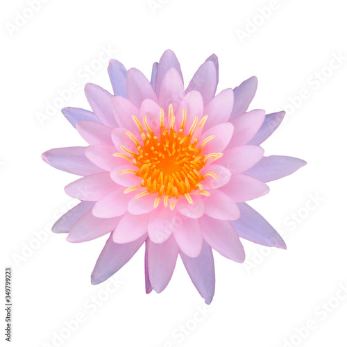 soft focus of pink lotus flowers isolated on white background
