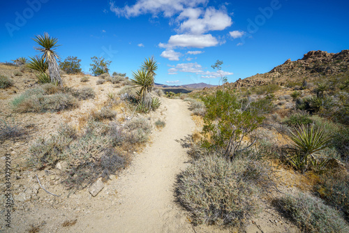 hiking the lost palms oasis trail in joshua tree national park, california, usa