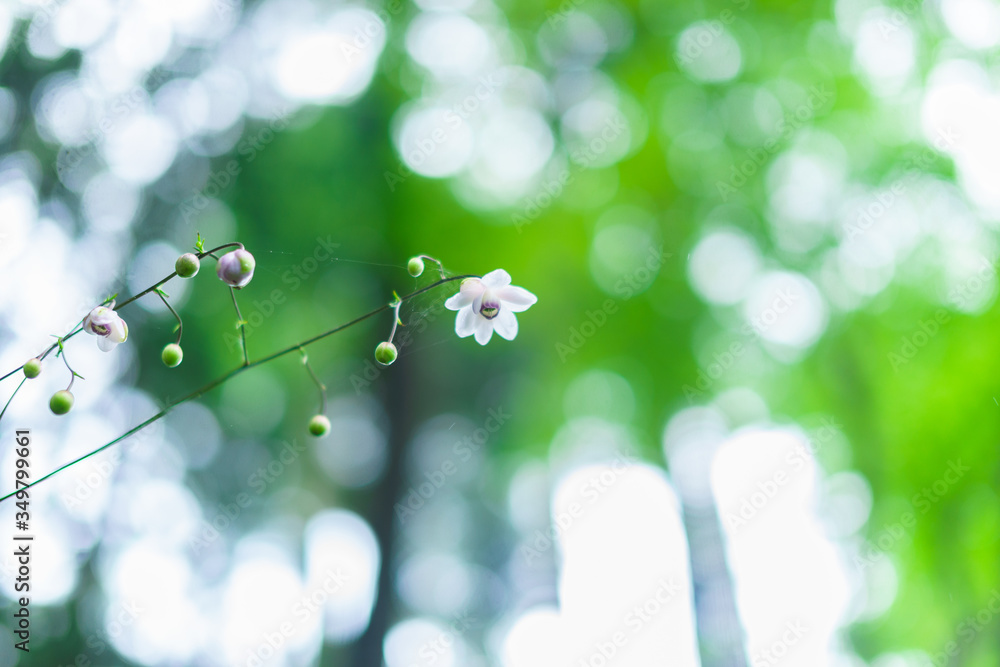 Fototapeta premium レンゲショウマ