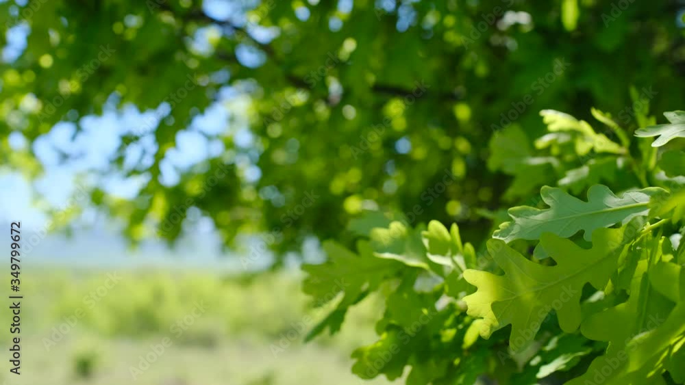 young green leaves on branch of a large and mighty oak in spring And Bright Sun. Foliage of oak leaves close-up. Patterned leaves. young green leaves on branch of a large and mighty oak in spring And Bright Sun. Foliage of oak leaves close-up. Patterned leaves.