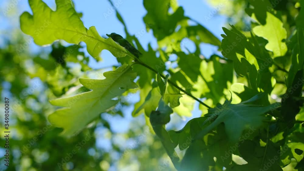 young green leaves on branch of a large and mighty oak in spring And Bright Sun. Foliage of oak leaves close-up. Patterned leaves. young green leaves on branch of a large and mighty oak in spring And Bright Sun. Foliage of oak leaves close-up. Patterned leaves.