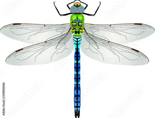 macro/closeup of a Emperor dragonfly,anax imperator, as a vectorial illustration