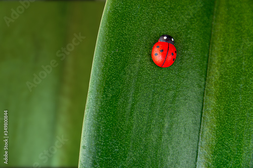 Sube mariquita! photo