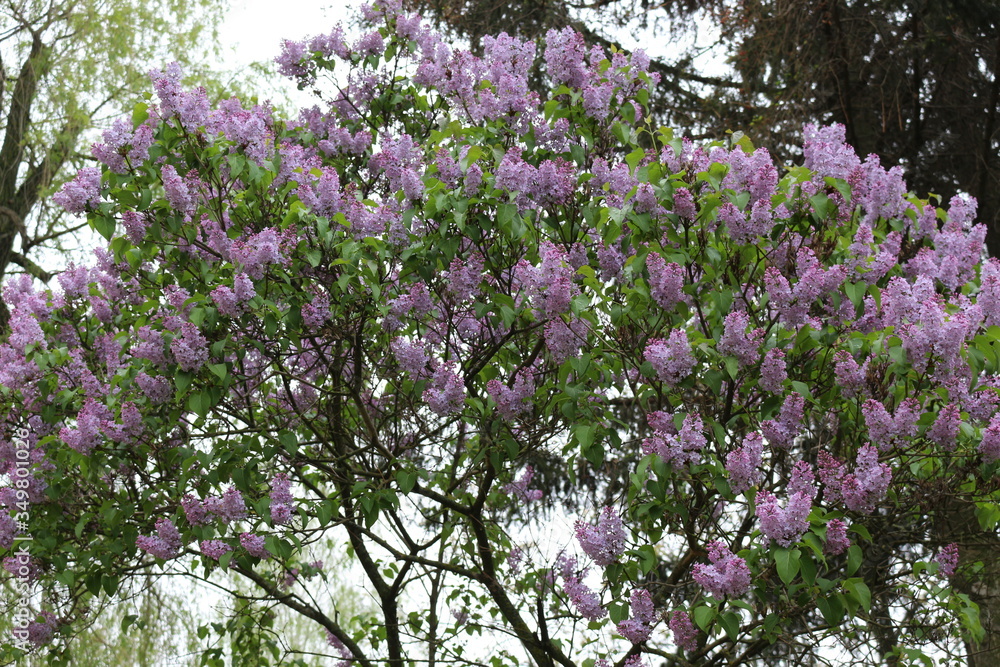 Obraz premium Bright fragrant clusters of flowers bloom on a lilac bush in spring