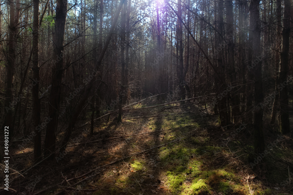 Fototapeta premium Cathedral light in Rambouillet forest. Rochefort-en-Yvelines