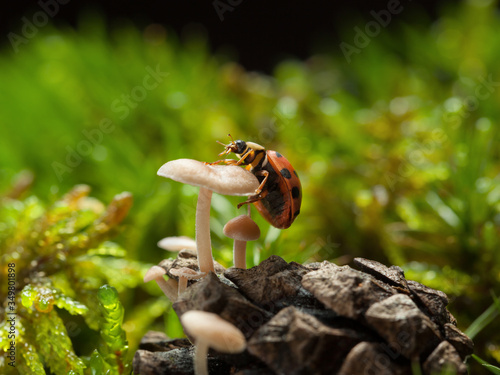 Ladybird climbing on mushroom