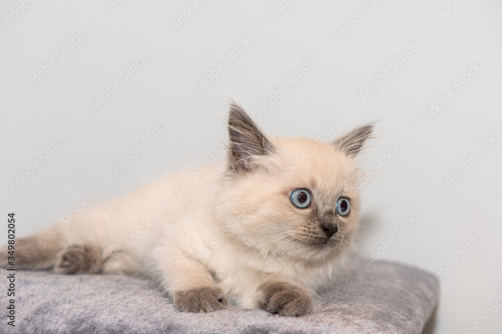 A cute little ragdoll kitten with blue eyes lies on carpet.