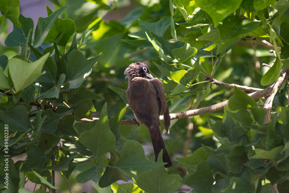 A white-spectacled bulbul (Pycnonotus xanthopygos) perched on a South African Coral Tree branch (Erythrina lysistemon) A white-spectacled bulbul (Pycnonotus xanthopygos) perched on a South African Coral Tree branch (Erythrina lysistemon)