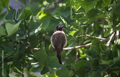 A white-spectacled bulbul  Pycnonotus xanthopygos  perched on a South African Coral Tree branch  Erythrina lysistemon  