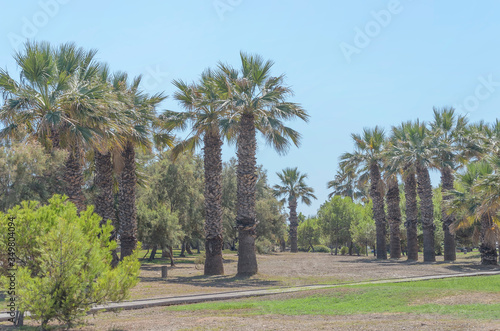 Sunny day near to the beach of Castellon de la Plana ( Spain ). Tropical scene, for relaxing, of summer vacations. Mediterranean palm trees.