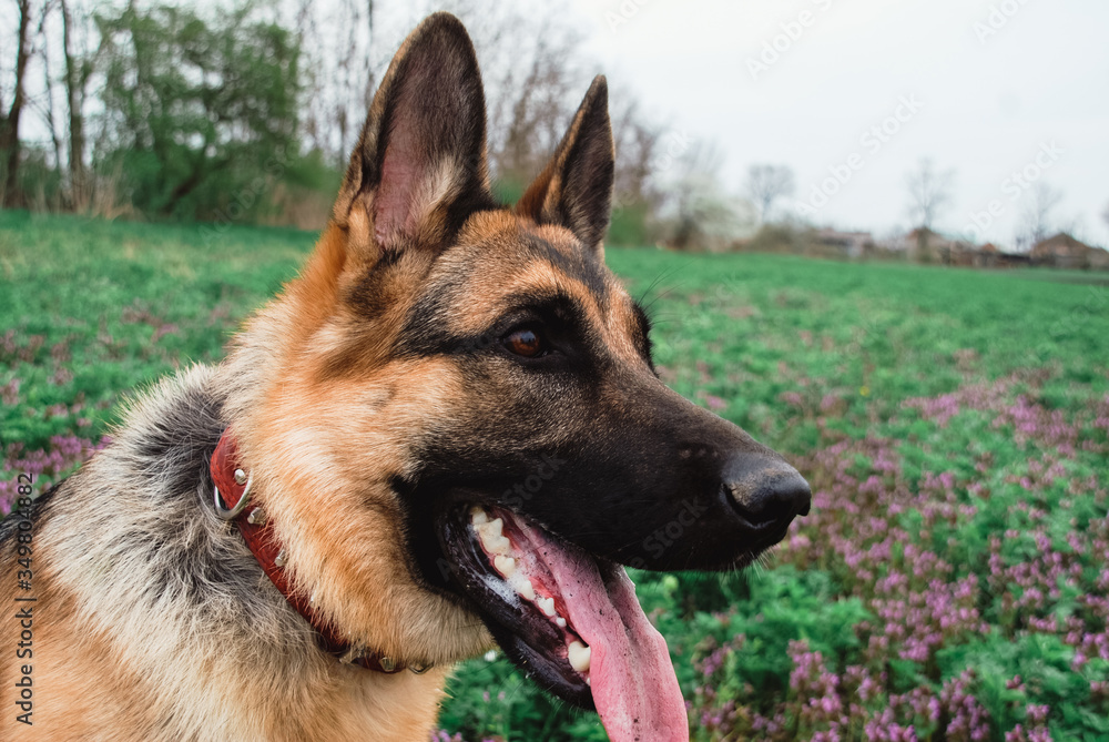 Portrait of a German shepherd in close-up. A thoroughbred dog smiles. Portrait of a German shepherd in close-up. A thoroughbred dog smiles.