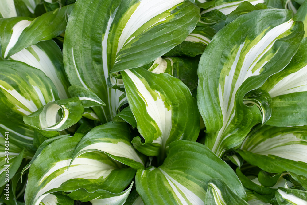 Hosta undulata is a cultivar of the genus Hosta. Ornamental plants in