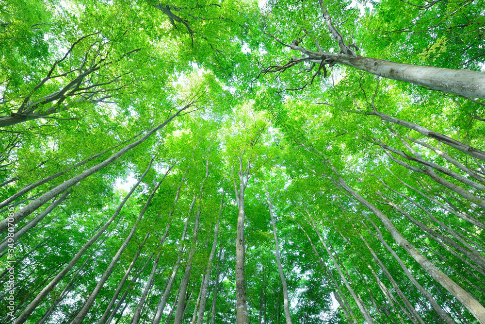 Obraz premium Piękny las w Tokamachi