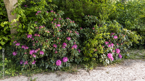 Wallpaper Mural Trittau - Pink blooming shrub Torontodigital.ca