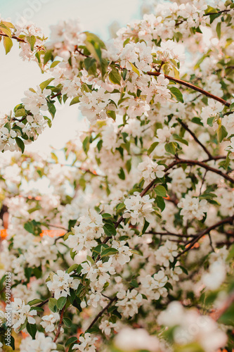 blooming flowers on tree branches close up.