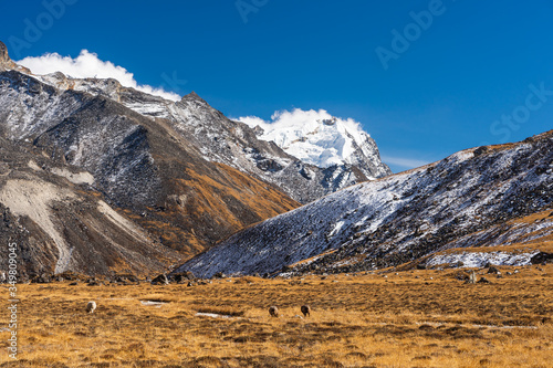 Beutiful lndscape of Himalaya mountains and meadow at Kongma Dingma campsite between Mera peak and Amphulapcha high pass, Nepal photo
