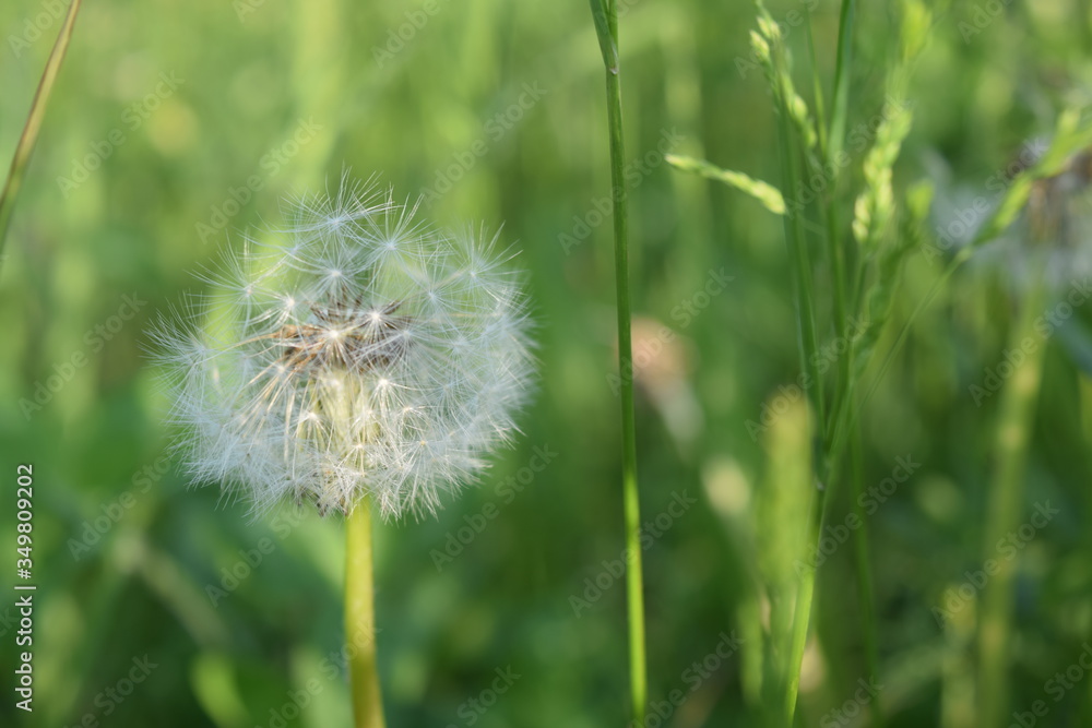 Fototapeta premium たんぽぽ