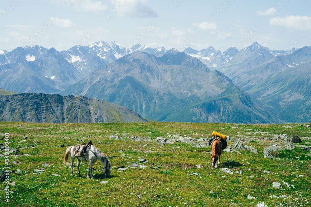 Two beautiful horses is grazing on green alpine meadow among big snowy mountains. Wonderful scenic landscape of highland nature with horses. Vivid mountain scenery with pack horses and giant glaciers.