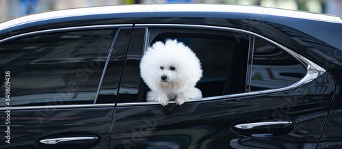 Valokuva A beautiful Bichon Frize dog is looking out a car window along a street in Taipei, Taiwan