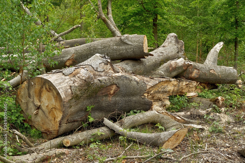 Ancient Beech Giant: Fallen Forest Monarch in Natural Woodland Setting Ancient Beech Giant: Fallen Forest Monarch in Natural Woodland Setting