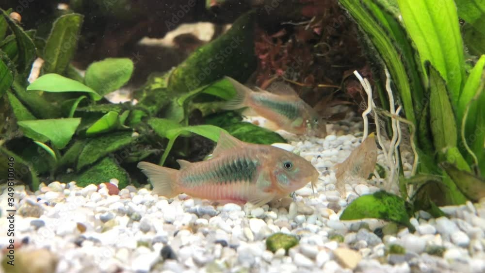 Ein Panzerwels im Aquarium. Ein Panzerwels im Aquarium.