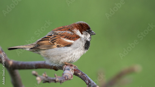 Male House Sparrow, Passer domesticus, on a green background