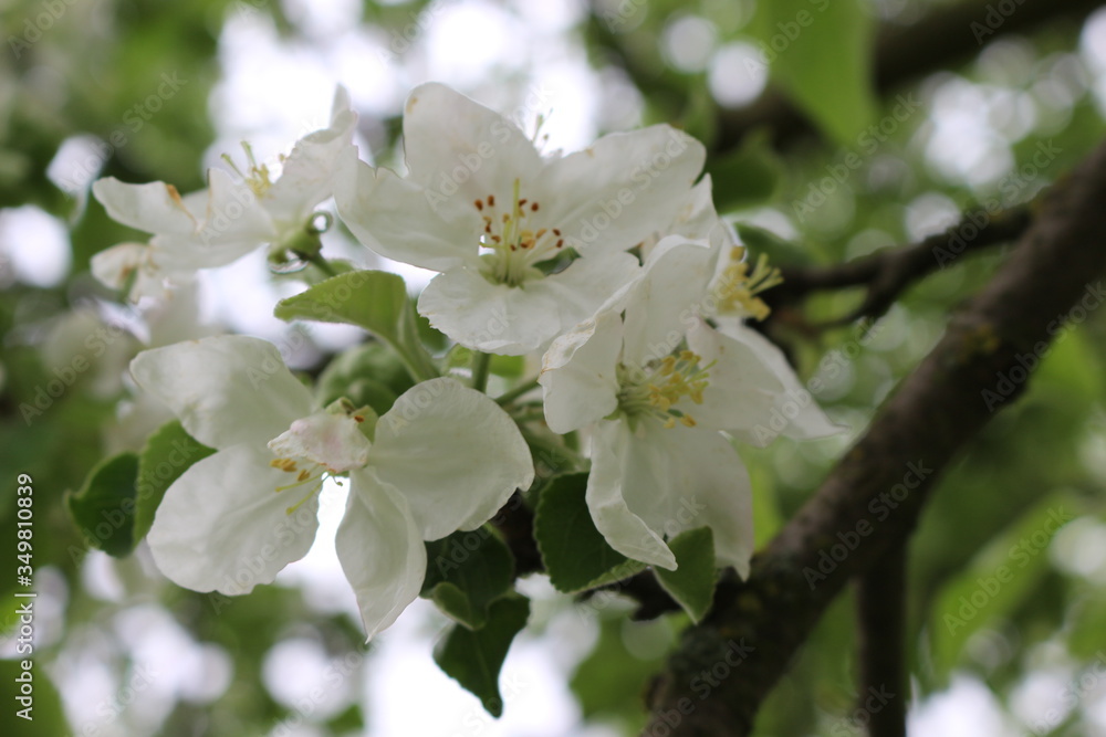 Delicate pink flowers bloom from buds on an apple tree in spring. Delicate pink flowers bloom from buds on an apple tree in spring.