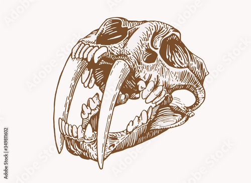 Graphical sepia illustration of skull of saber-toothed tiger , vector smilodon